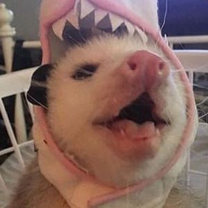 Meet your Posher, Aaliyah